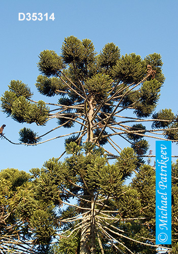 Candelabra Tree (Araucaria angustifolia)